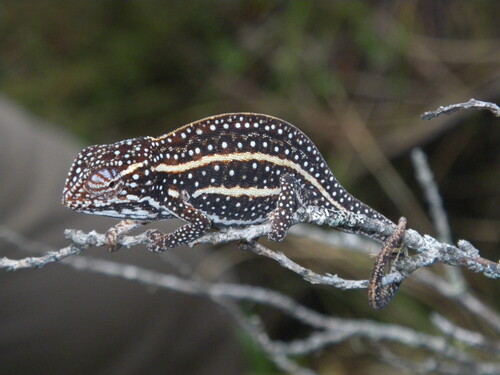 Amphibians and Chameleons like the two species on these pictures are among the many groups of organisms which receive limited to no conservation funding research support despite being among the most threatened groups on the planet. Photo Credit: Angelica Crottini